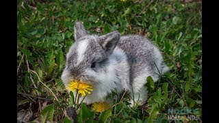 Baby Bunnies in Springtime [upl. by Ognimod]