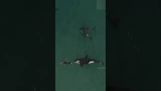 Orcas vs Blue Whale 🐋 By Wild Battles [upl. by Inesita]