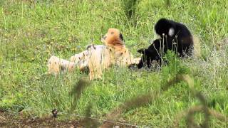 Witwanggibbons  Northern Whitecheeked Gibbons Planckendael [upl. by Yalonda616]