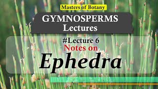 Lecture 6  Ephedra JointedFir General features amp Life Cycle  Gymnosperm Lecture Notes [upl. by Elleinnod125]