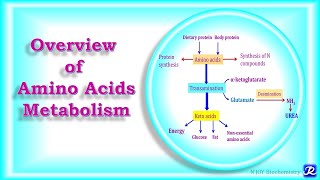 2 Overview of Amino Acids Metabolism  Amino Acid Metabolism  Biochemistry NJOY Biochemistry [upl. by Levitus]