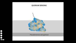 Antibiotic Resistance Solution  Quorum Sensing [upl. by Yadnus]