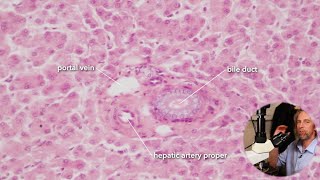 Microscopic anatomy of the liver [upl. by Occir]