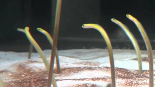 A garden eel finds a new home [upl. by Ohcirej]