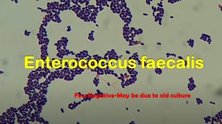 Enterococcus faecalis in Gram Staining [upl. by Ashwin]