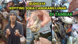 Budidaya Kepiting Soka atau Cangkang Lunak di Tambak [upl. by Koller]