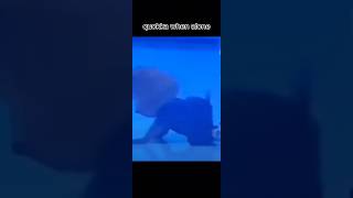 han wint quokka vs quokka when alone straykids edits han quokka funny shorts [upl. by Tabshey]