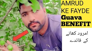 Health Benefits of Guava  Amrood Khane ke Fayde  Guava Leaves Tea  shahzaib· [upl. by Napoleon]