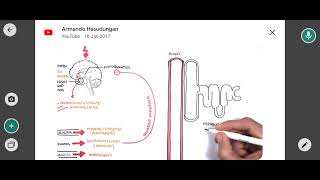 corticotropin hormone [upl. by Turnheim]