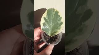 Пеперомія розмноження 🌿 peperomia propagation [upl. by Eniarda]