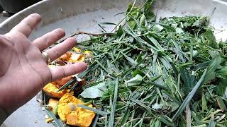 How to Make your Own Compost for Plants Paano Gumawa ng Pataba sa Lupa [upl. by Oer894]