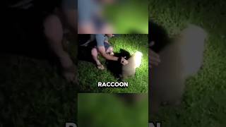 This guy saved a choking raccoon funny viral animals [upl. by Bennion477]