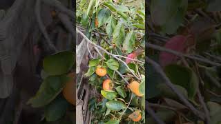 Persimmon Paradise A Bountiful Harvest from My Tree [upl. by Powers775]