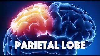 Parietal Lobe [upl. by Masao]