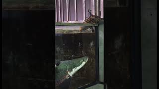 Arapaima fish vs cat arapaimafish cat monstertank monsterfish catreact [upl. by Nnaylime]