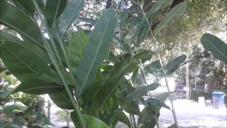 How to grow the greater galangal Alpinia galanga [upl. by Sulihpoeht]