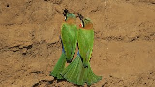 Whitefronted Beeeater nesting call  sound [upl. by Greyso205]