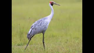 Antigone rubicunda Brolga [upl. by Asaeret]