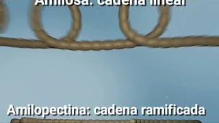 Una mirada de cerca al procesamiento del almidón [upl. by Mauricio431]