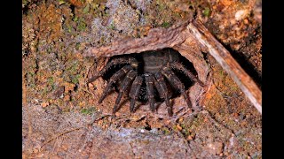 Trapdoor Spider Feeding [upl. by Kirred]