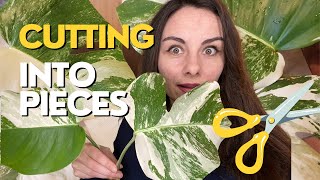 How to Propagate Variegated Monstera Albo  Stem Cuttings [upl. by Manon355]