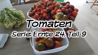 Machs Dir Selbst  Tomaten Serie Ernte 24 Teil 9 [upl. by Ailenroc]