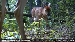 Whitetail Deer and Fawn [upl. by Ivie]