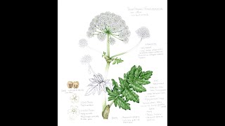 Comparing Hogweed Species [upl. by Cailly]