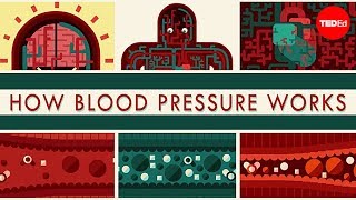 How blood pressure works  Wilfred Manzano [upl. by Laiceps]