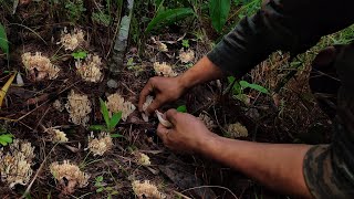 Coral mushrooms 🍄  Foraging Wild Mushrooms  Harvesting lots of mushroom🍄 [upl. by Tades]