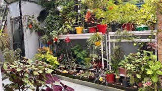 gardenoverview लंबे अंतराल के बाद बागवानी में क्या चल रहा है lawngarden plants permanentplants [upl. by Eneli]