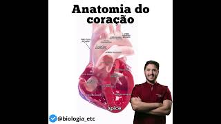 ANATOMIA DO CORAÇÃO [upl. by Zusman552]