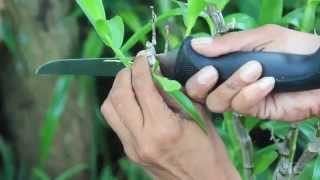 HOW TO PROPAGATE  DENDROBIUM NOBILES [upl. by Edobalo]