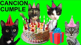 TU CANCION DE CUMPLEAÑOS CON LOS GATITOS Luna y Estrella  Canciones de gatos graciosos en español [upl. by Epifano]