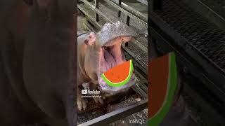 hippo watermelon eating lunch hungryhippo hungry watermeloneating short [upl. by Nafets]