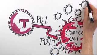 How is Immunotherapy Used to Fight Cancer  DanaFarber Cancer Institute  Science Illustrated [upl. by Sigmund596]