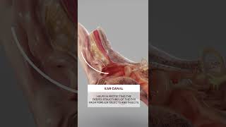 Ear Wax ear biology medical anatomy [upl. by Gilead]