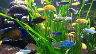 Wow viele bunte Fische verschiedene Barsche in der Wilhelma  Colourful Percidae [upl. by Greenes]