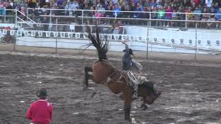 Sankey Pro Rodeo amp Phenom Genetics Black Tie [upl. by Suravart]