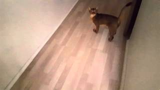 Abyssinian cat is talking [upl. by Travis]