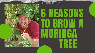 6 Reasons To Grow A Moringa Tree In Your Backyard [upl. by Veradis]