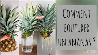 DES ANANAS POUR 0€  COMMENT BOUTURER UN ANANAS [upl. by Kotick]