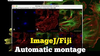 How to make automatic montage in Fiji  How to arrange microscope images in ImageJ Magicmontage [upl. by Eannej]