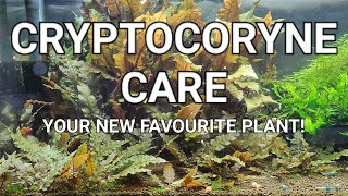 Cryptocoryne Care Guide  Crypt Melt Planting Trimming And Propagating Your Crypts [upl. by Schuh]