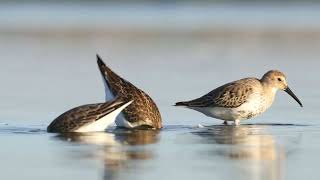 Biegus krzywodzioby i zmienne  curlew sandpiper and dunlins [upl. by Garate]