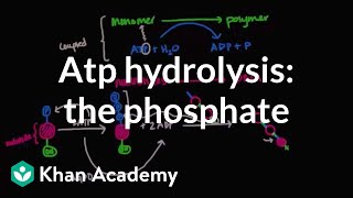 ATP hydrolysis Transfer of a phosphate group  Biomolecules  MCAT  Khan Academy [upl. by Nawrocki]