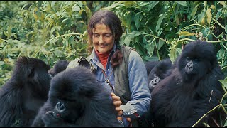 What Does It Take To Save A Species The Dian Fossey Gorilla Fund [upl. by Fuhrman]