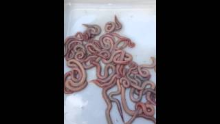 Wild caught Maine Bloodworms for fishing bait [upl. by Quillon]