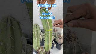 Cactus SOS Grafting to Prevent Loss [upl. by Hanover691]