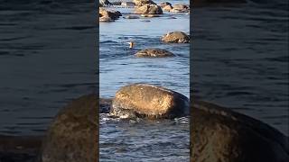 WATCH Merganser Swim The RAPIDS video wildlife duck river shorts [upl. by Arst]